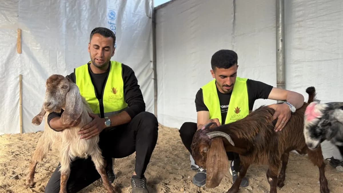 Zwei Helfer von Asunya in gelben Warnwesten halten in einem Zelt zwei Ziegen