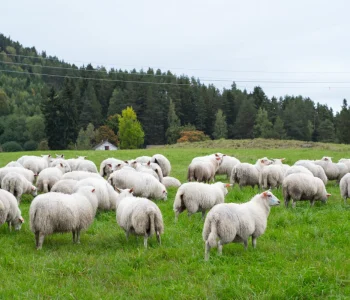 Schafherde die tagsüber auf der Weide weidet